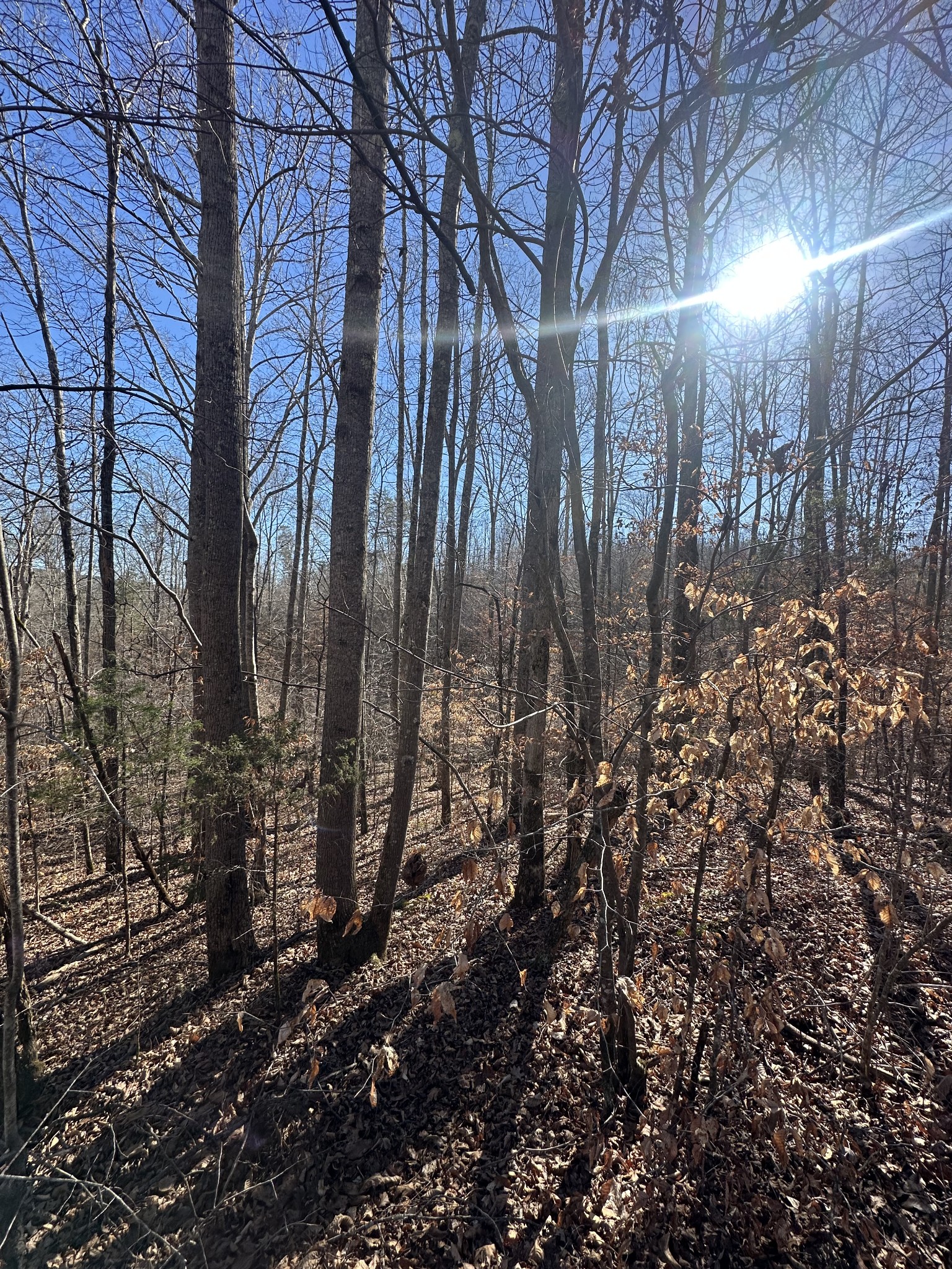 0 Rack Clayton Road Hohenwald, TN 38462 - Photo 14 of 26