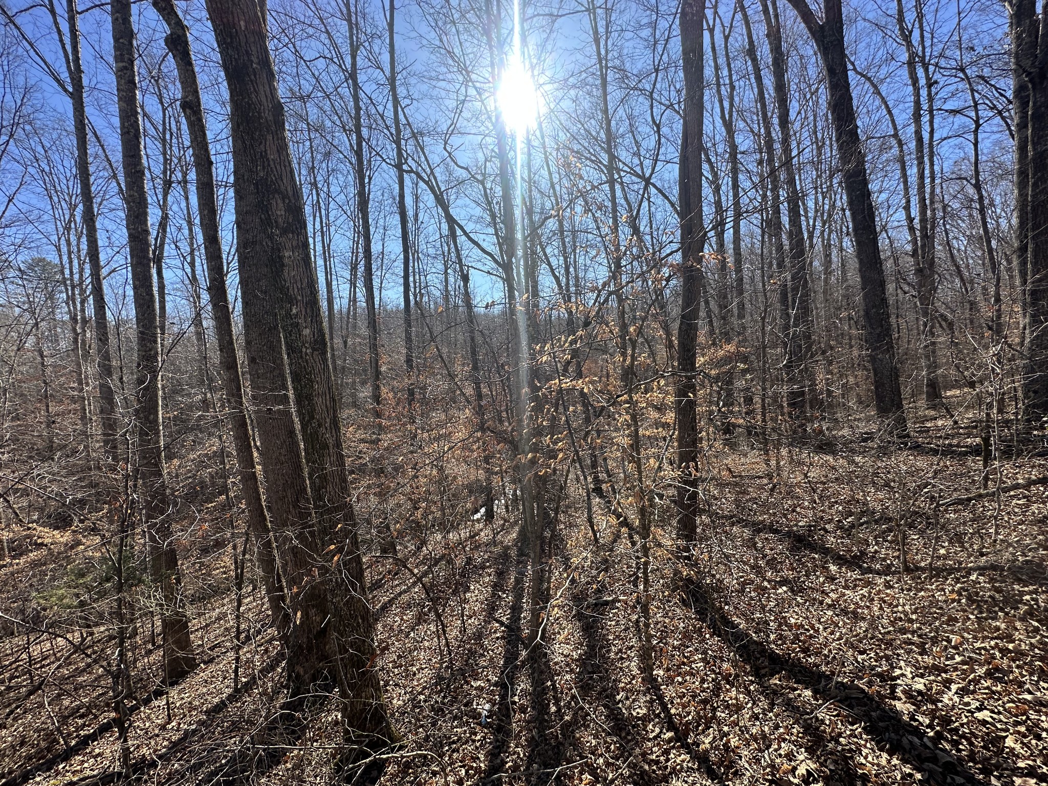 0 Rack Clayton Road Hohenwald, TN 38462 - Photo 15 of 26