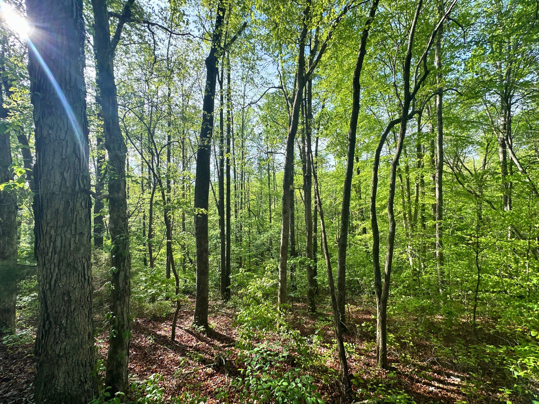 0 Rack Clayton Road Hohenwald, TN 38462 - Photo 15 of 40 Gallery Image 15