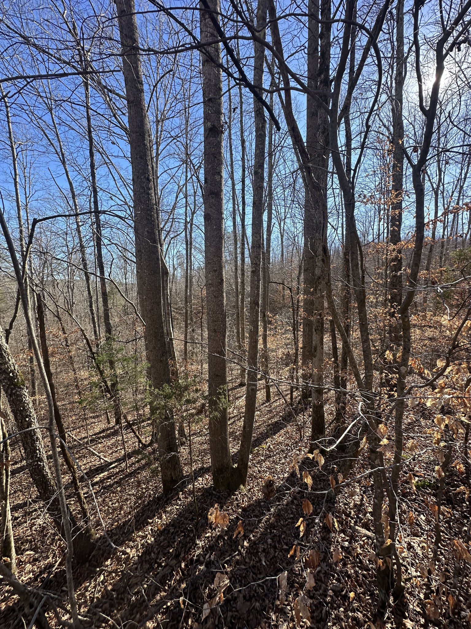 0 Rack Clayton Road Hohenwald, TN 38462 - Photo 16 of 26