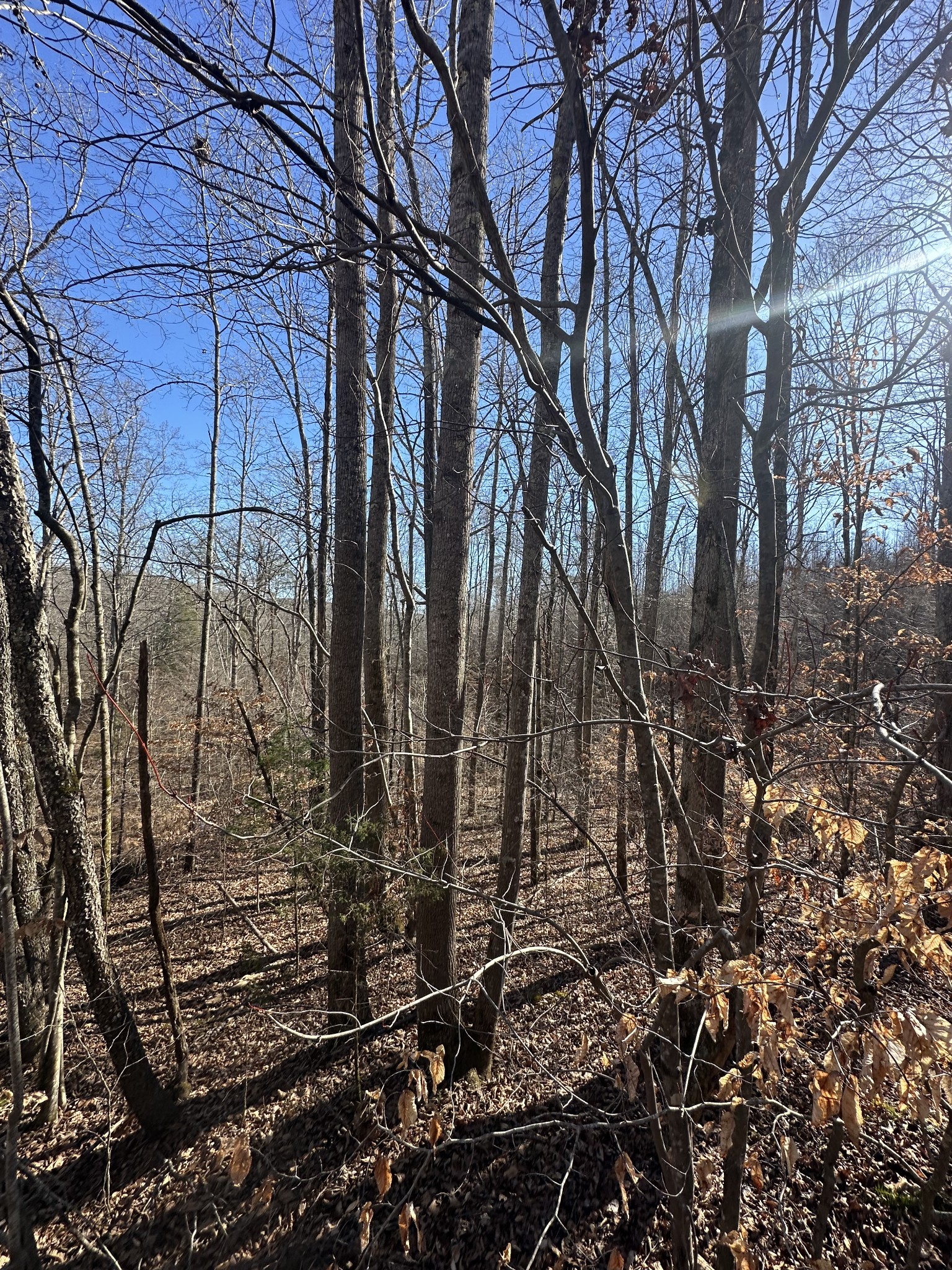 0 Rack Clayton Road Hohenwald, TN 38462 - Photo 17 of 26