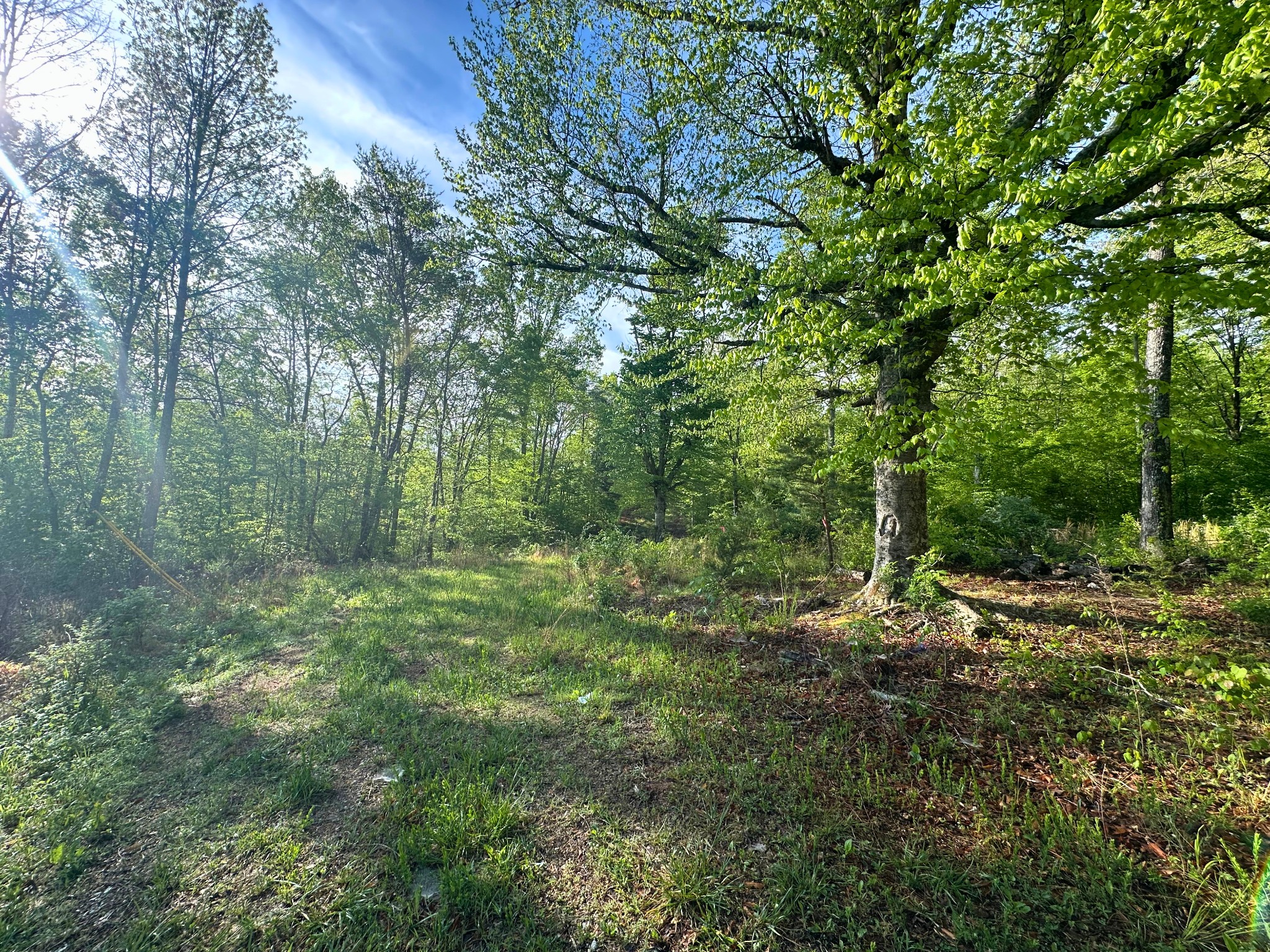 0 Rack Clayton Road Hohenwald, TN 38462 - Photo 2 of 40 Gallery Image 2