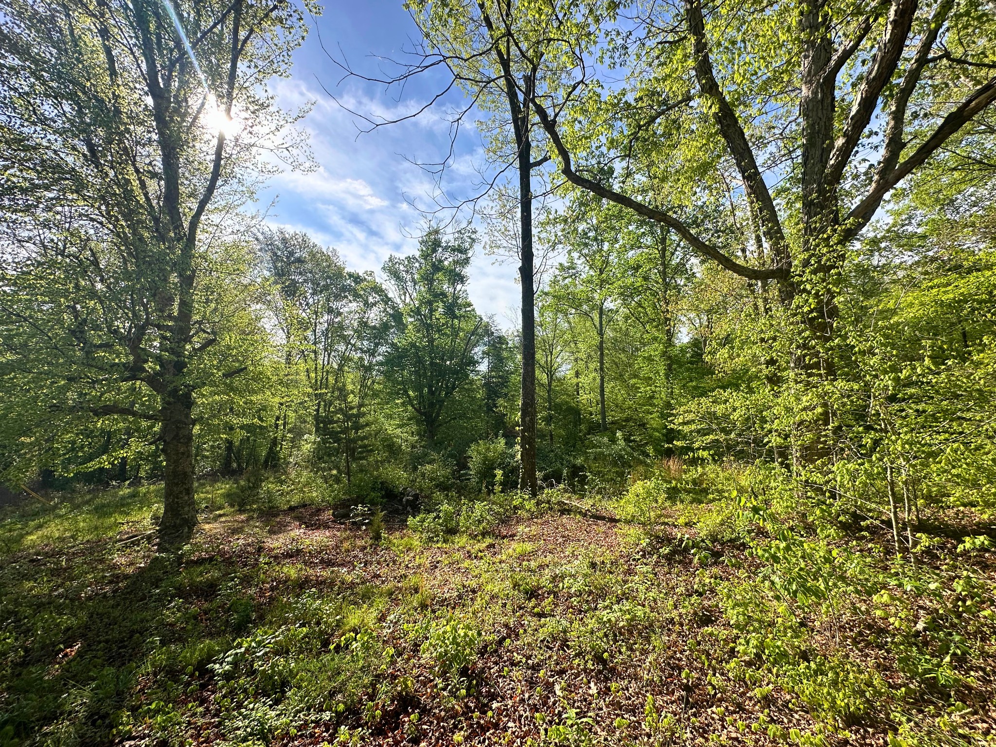 0 Rack Clayton Road Hohenwald, TN 38462 - Photo 3 of 40 Gallery Image 3