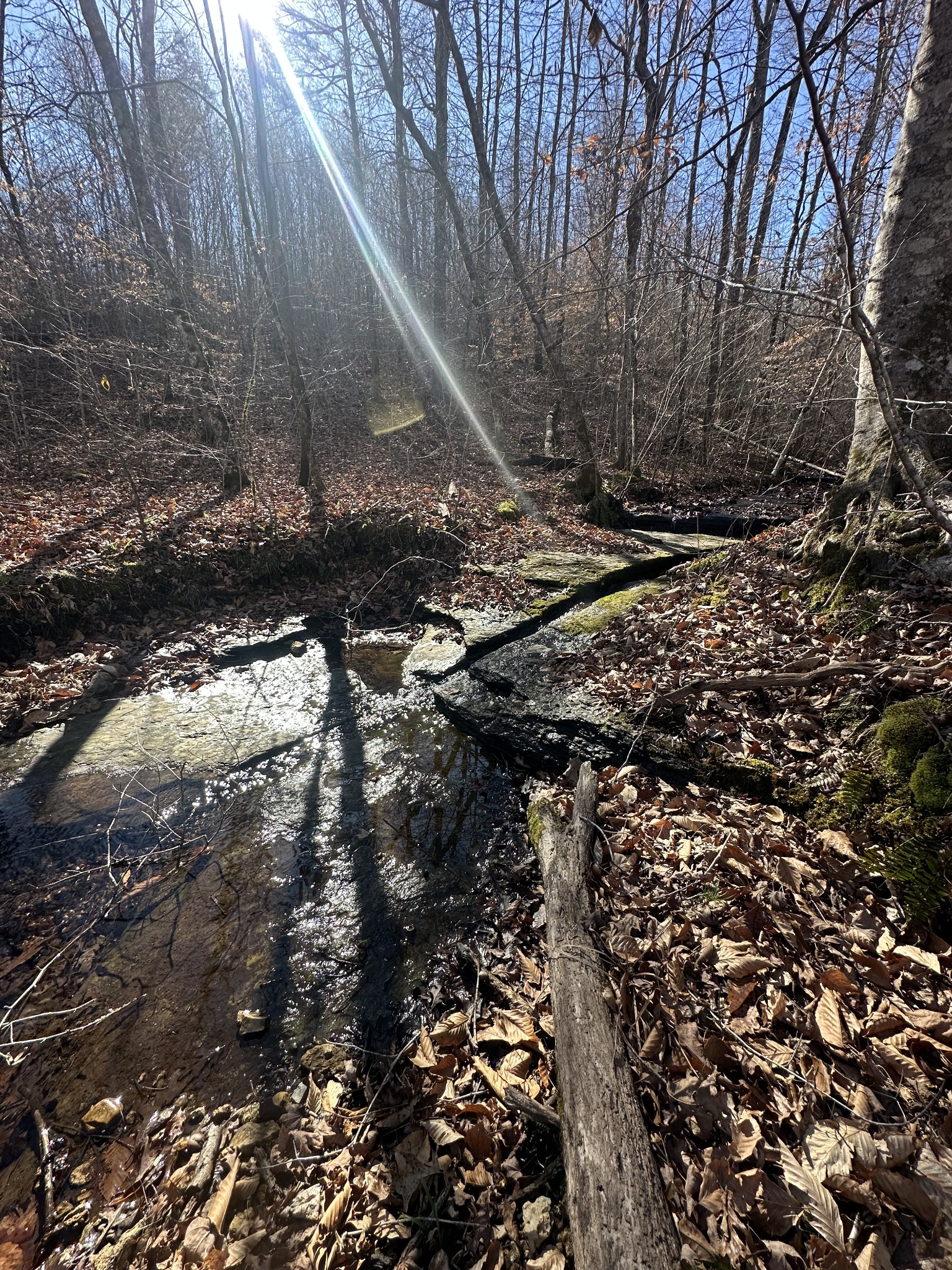 0 Rack Clayton Road Hohenwald, TN 38462 - Photo 3 of 26