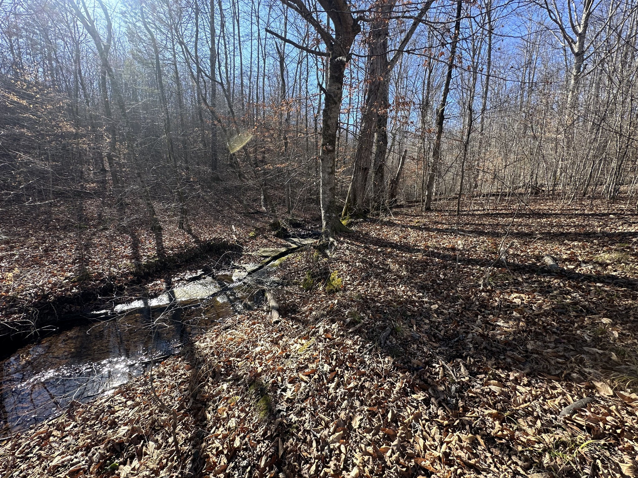 0 Rack Clayton Road Hohenwald, TN 38462 - Photo 4 of 26