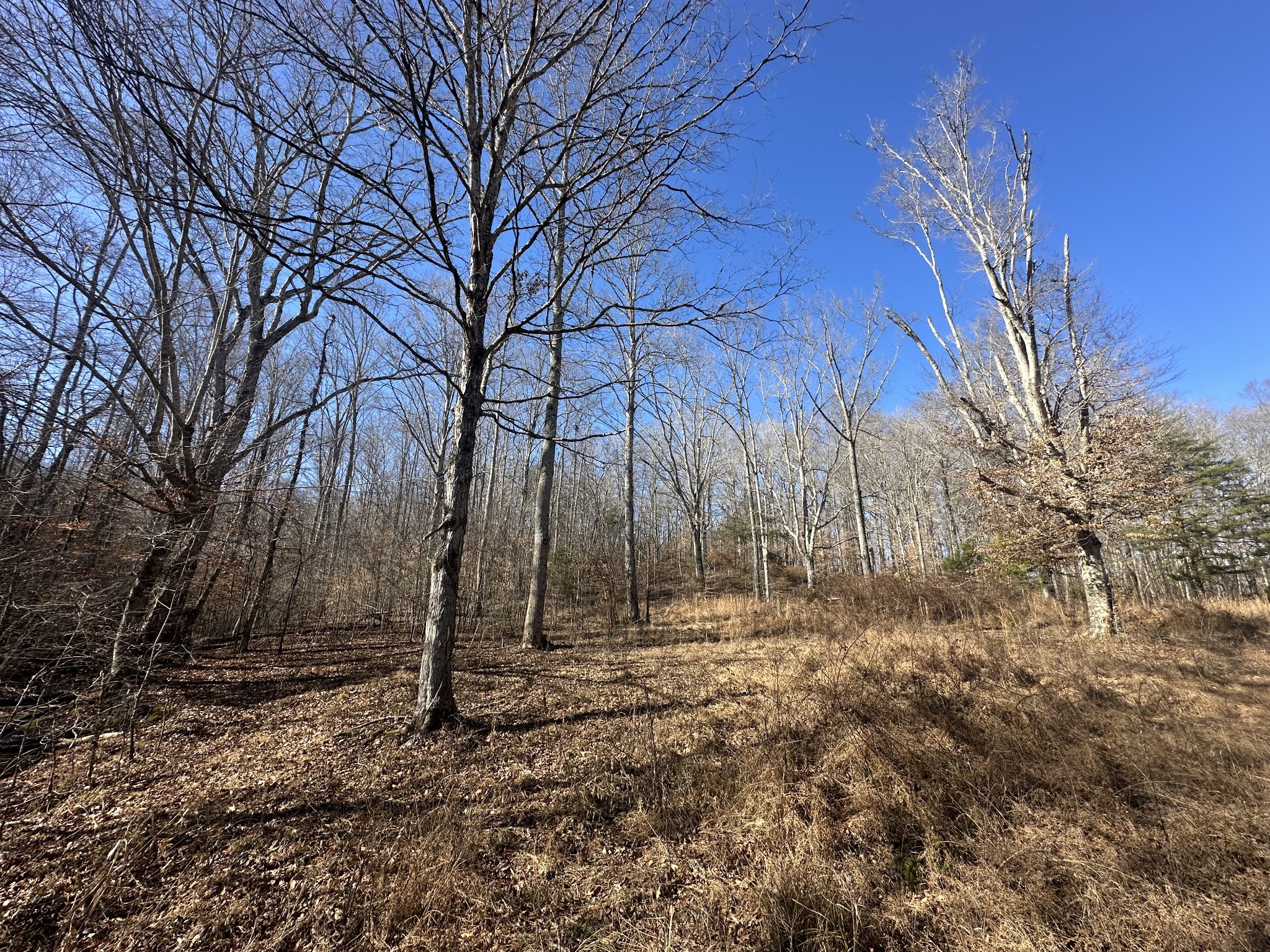 0 Rack Clayton Road Hohenwald, TN 38462 - Photo 8 of 26