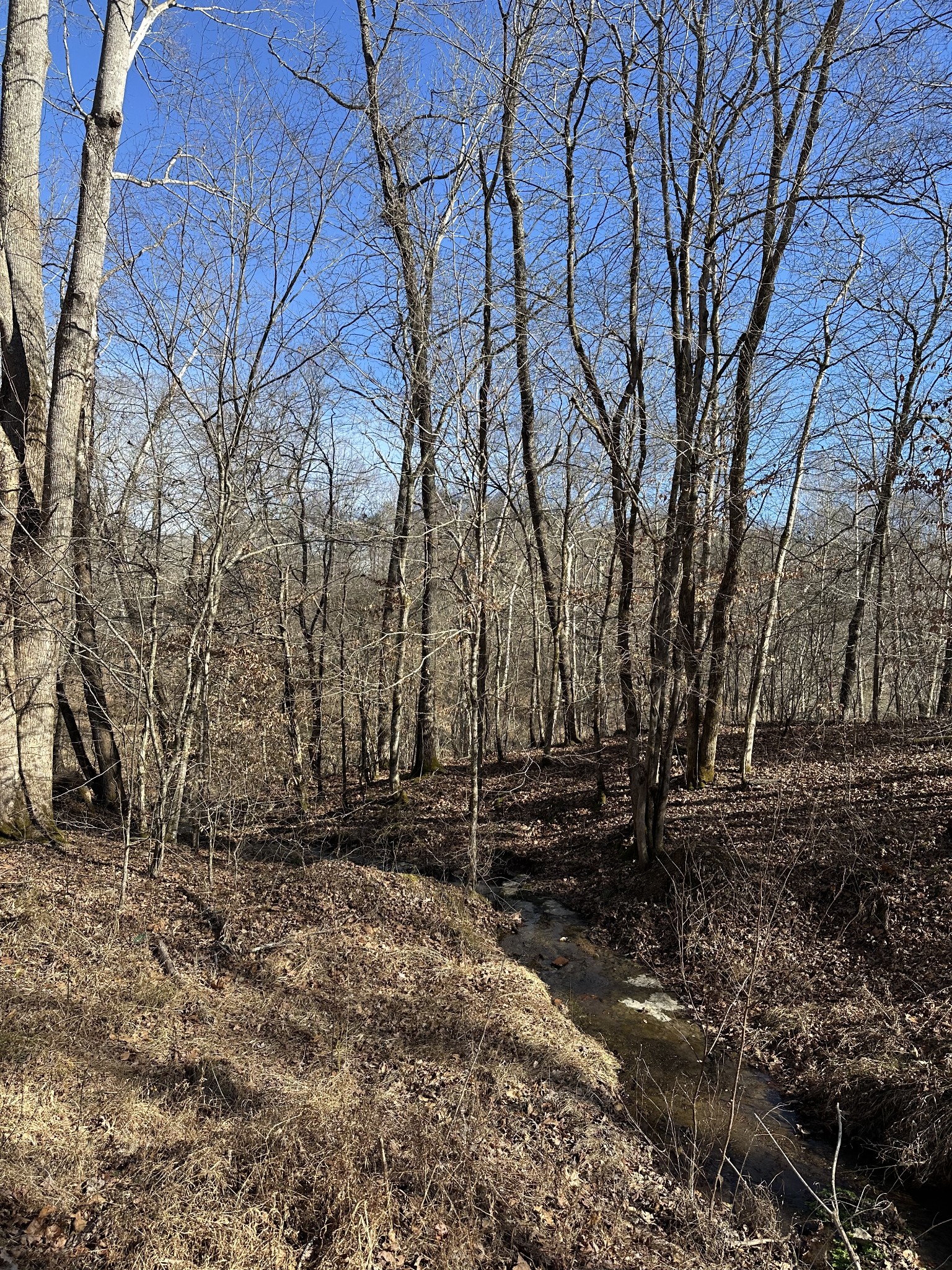 0 Rack Clayton Road Hohenwald, TN 38462 - Photo 10 of 26