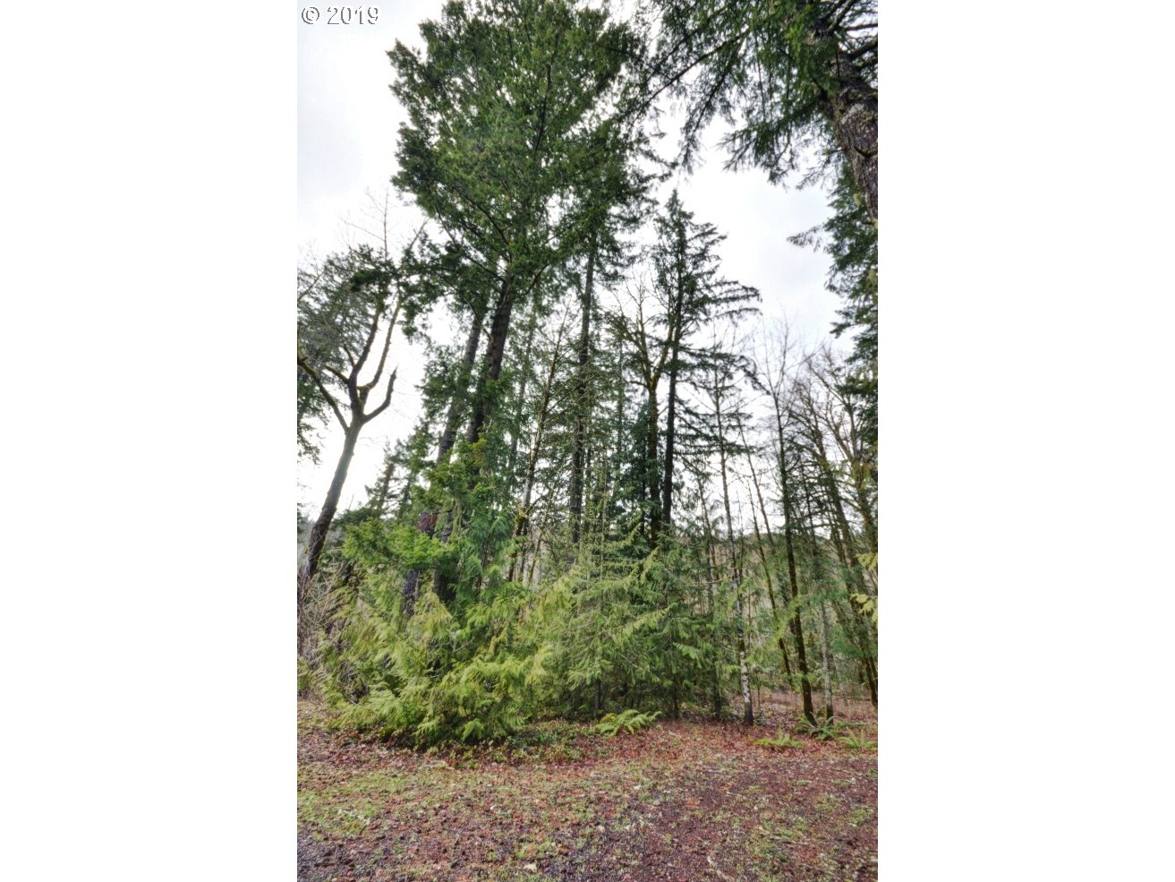 East Lolo Pass Road Rhododendron, OR 97049 - Photo 13 of 14 a picture of a tree