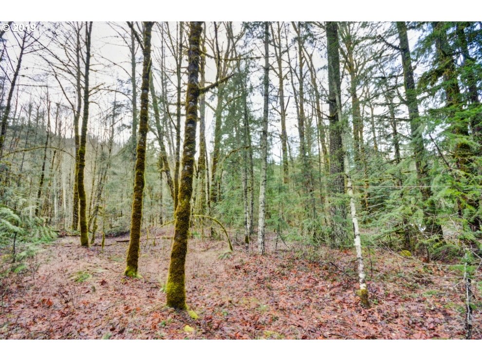 East Lolo Pass Road Rhododendron, OR 97049 - Photo 6 of 14 a view of outdoor space and green space
