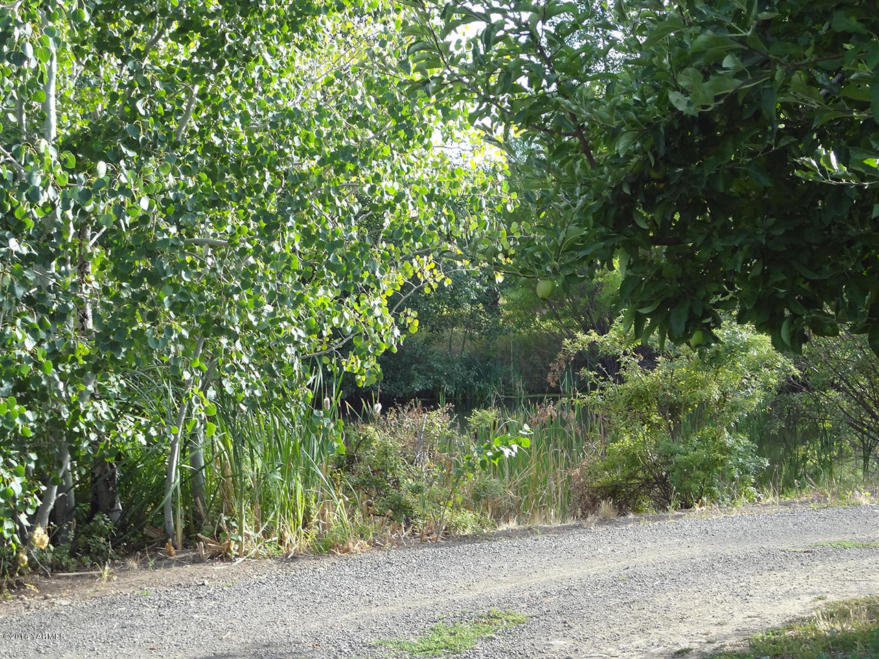 Nka Cook Road, Unit LOT #2 Yakima, WA 98908 - Photo 4 of 7 a view of a yard with plants and large trees