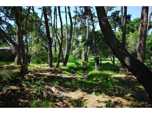 2954 Bird Rock Road Pebble Beach, CA 93953 - Photo 24 of 25 Gallery Image 24