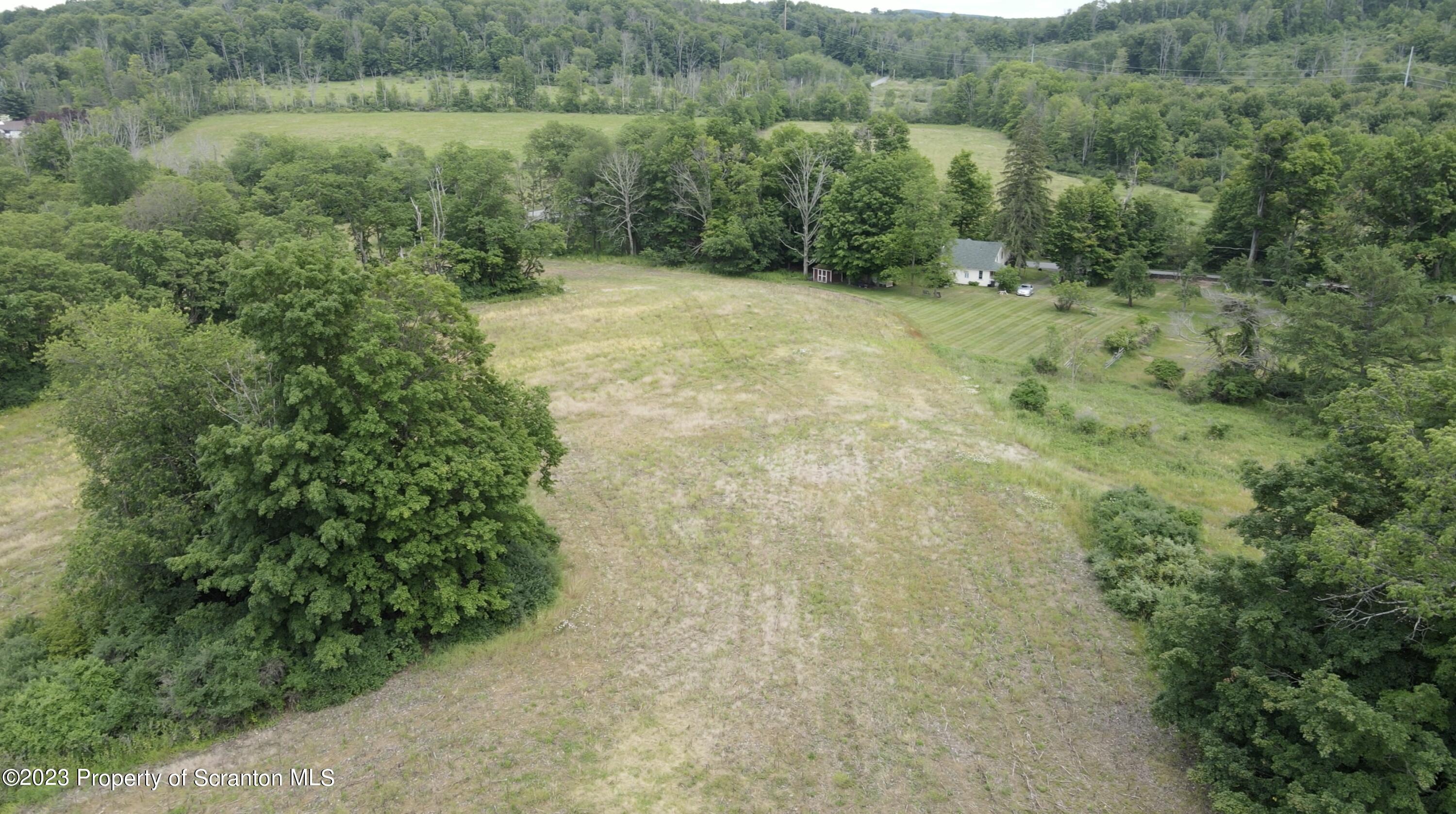 a view of a lush green forest with trees and some trees
