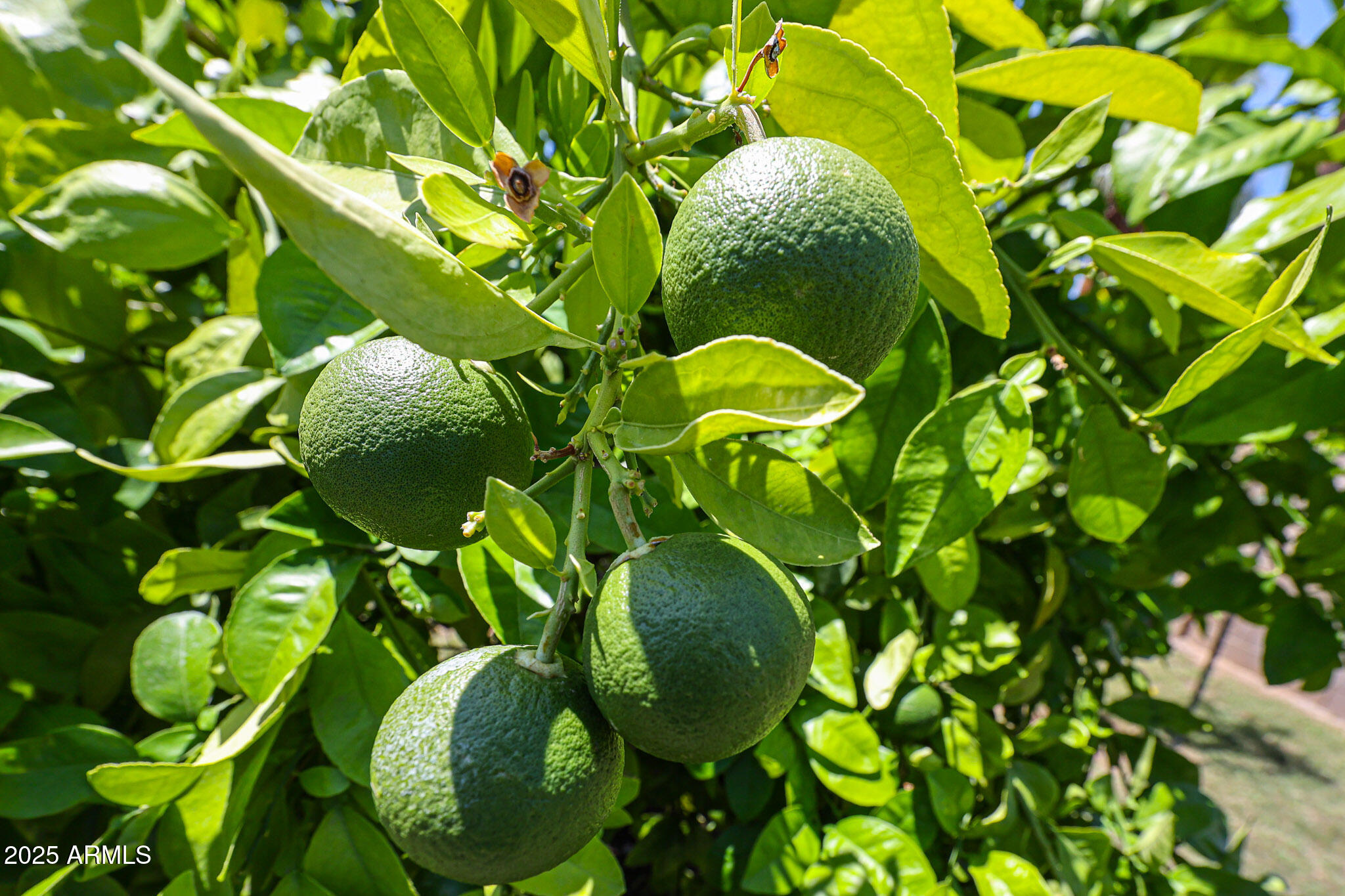 3633 West Redfield Road Phoenix, AZ 85053 - Photo 48 of 56 Fruit Trees