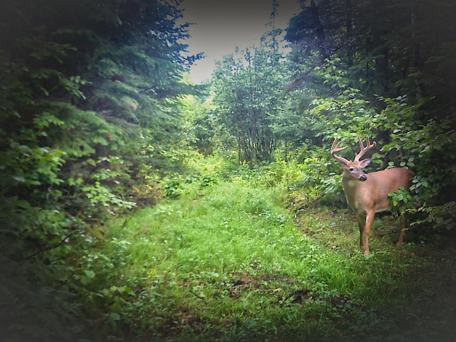 83 Margison Road Woodland, ME 04736 - Photo 24 of 31 Wildlife Spotting!