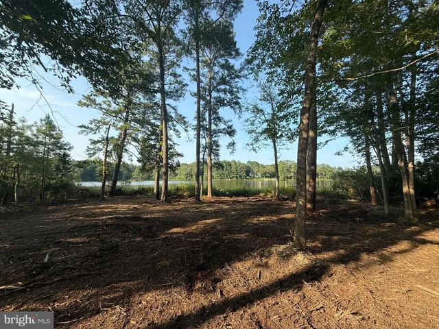 a view of a backyard with large trees