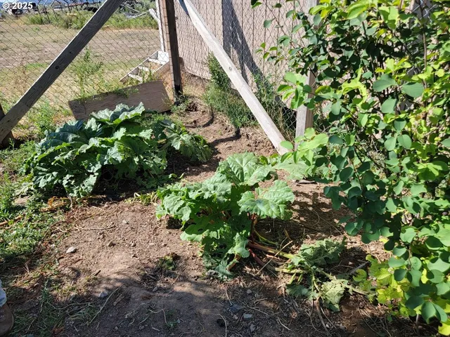 a view of a garden with plants