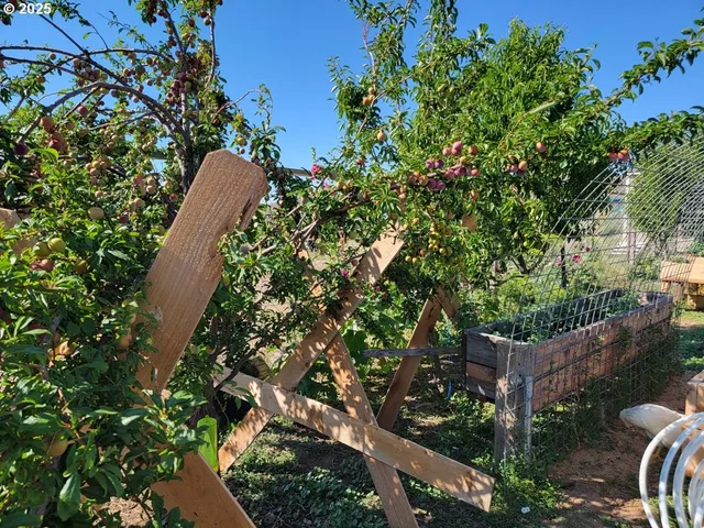 a view of a garden with plants