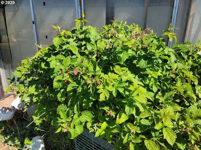 a backyard of a house