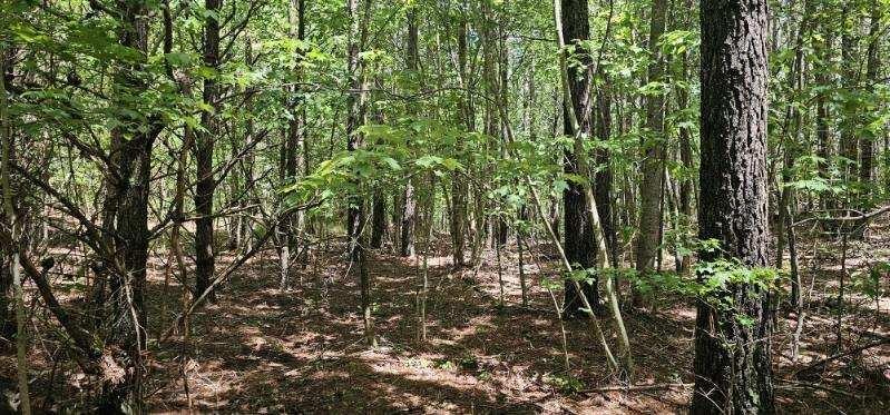 0 Sunset Road Rock Island, TN 38581 - Photo 5 of 6 a view of yard