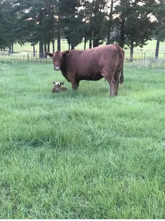 a swimming pool with outdoor seating and yard