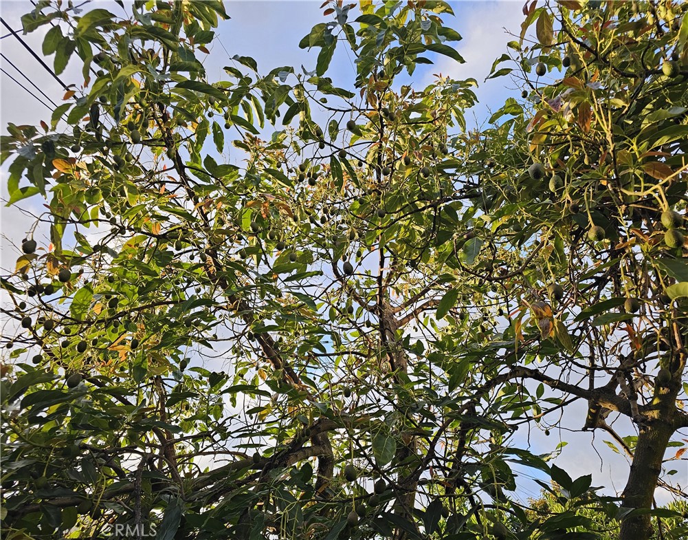 11541 Donovan Road Rossmoor, CA 90720 - Photo 47 of 51 Loaded large Haas Avocado Tree
