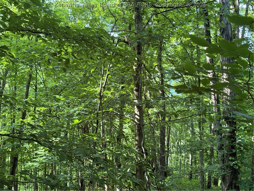 0 County Road 28 Road Tornado, WV 25202 - Photo 11 of 16 Gallery Image 11