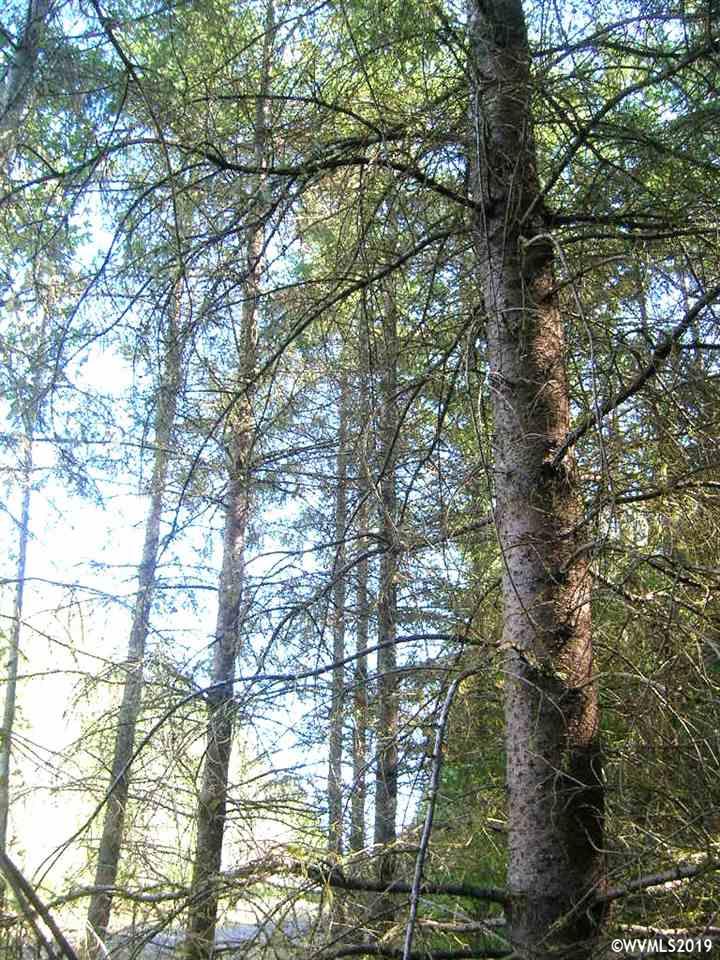 Robinette (lot 1) Road St. Helens, OR 97051 - Photo 11 of 13