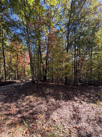 a view of a tree in the middle of forest