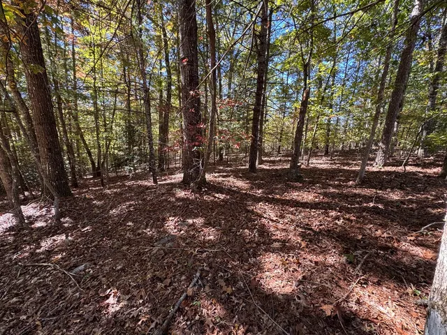 a view of a tree in the middle of a forest