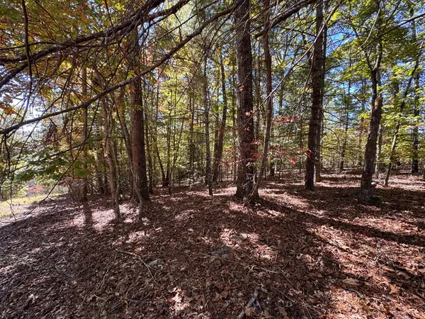 a view of a forest with trees