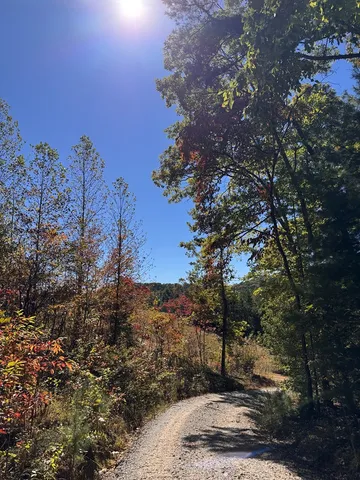 a view of a forest with a tree