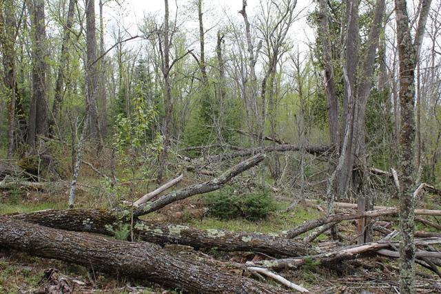 19 County Road 19 Deer River, MN 56636 - Photo 17 of 21