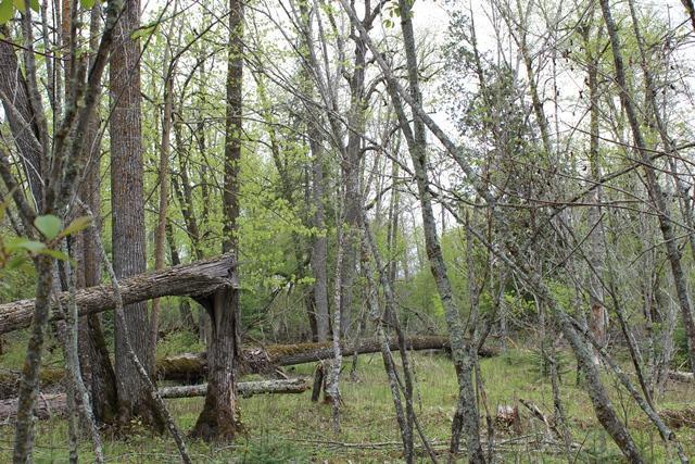 19 County Road 19 Deer River, MN 56636 - Photo 19 of 21