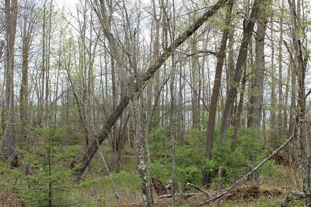 19 County Road 19 Deer River, MN 56636 - Photo 20 of 21