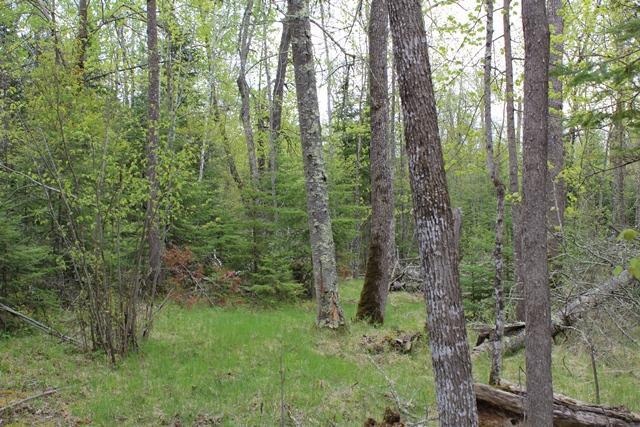 19 County Road 19 Deer River, MN 56636 - Photo 8 of 21