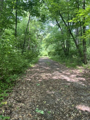 a view of a yard with a trees