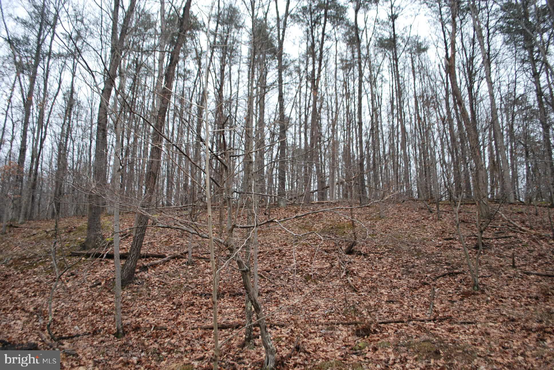13-6 Blue Brook Road Berkeley Springs, WV 25411 - Photo 40 of 53 Calling all hunters ....