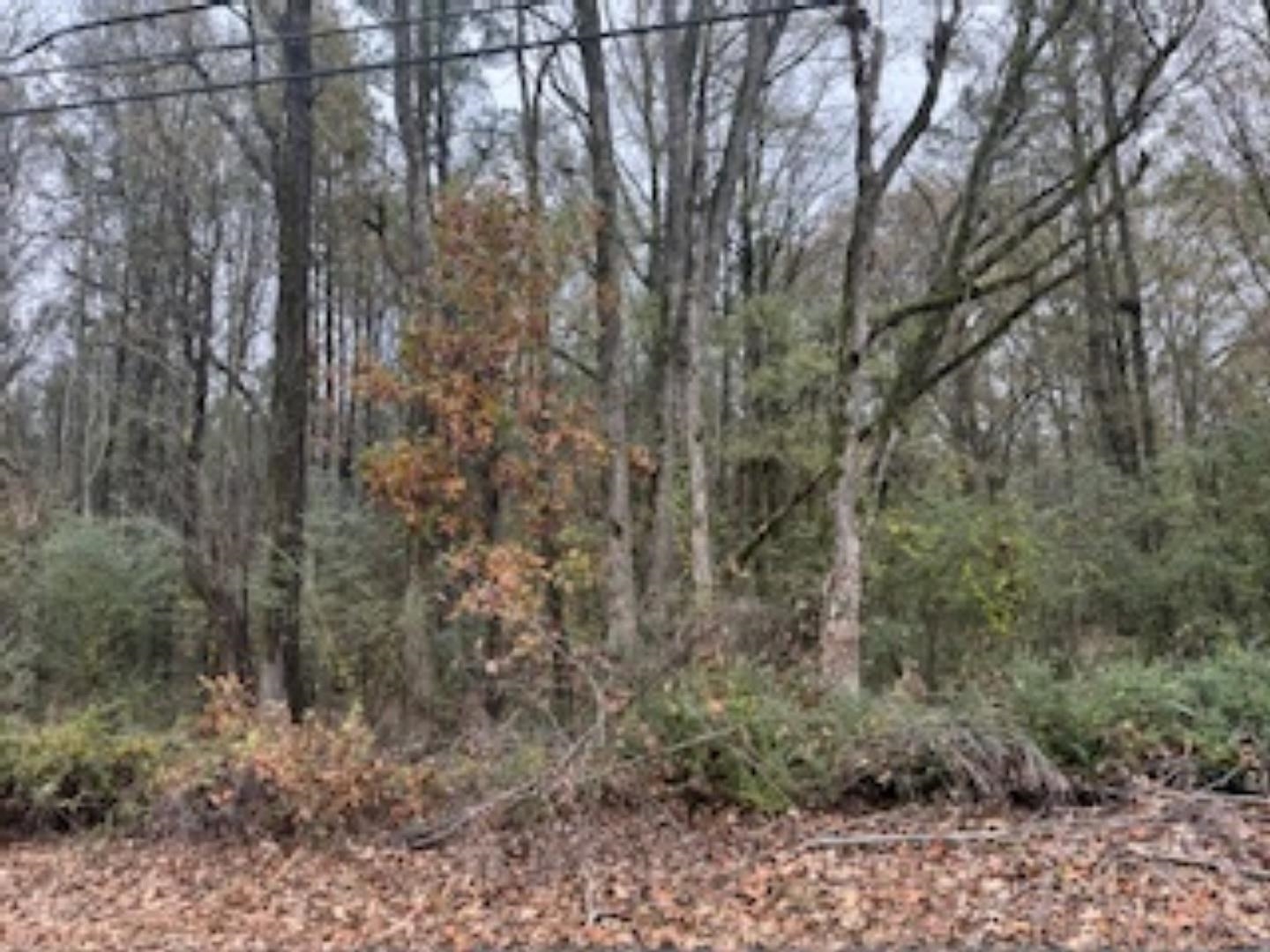 4124 Westbrook Road Bartlett, TN 38135 - Photo 4 of 6 a view of forest