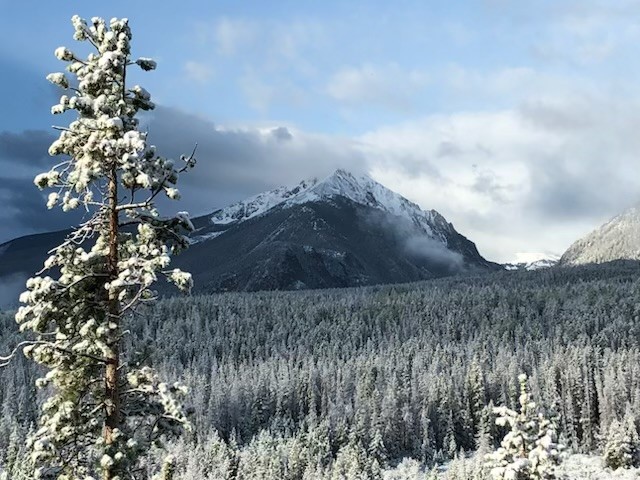 9430 Ryan Gulch Road, Unit 9453 Silverthorne, CO 80498 - Photo 28 of 28 a view of a tree in a yard