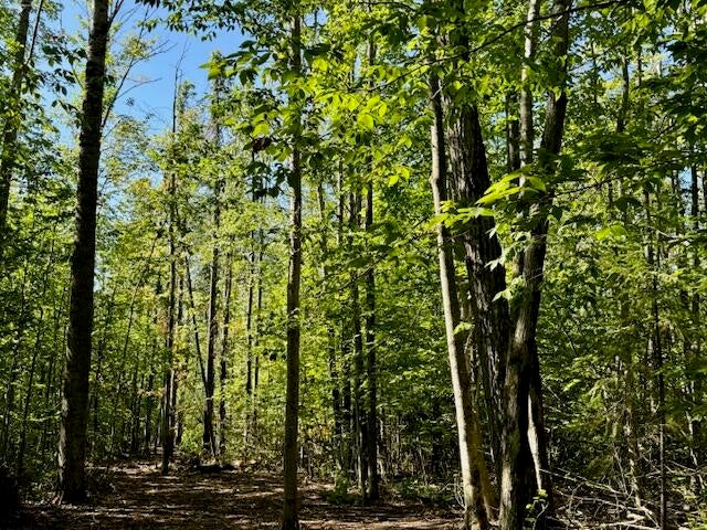 Parcel C Long Lake Road Cheboygan, MI 49721 - Photo 4 of 13 Parcel B Forest 3