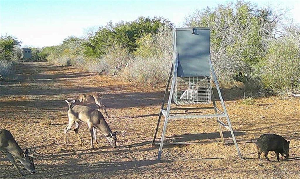 218 Cr 218 Road Encino, TX 78353 - Photo 11 of 16 a view of swimming pool