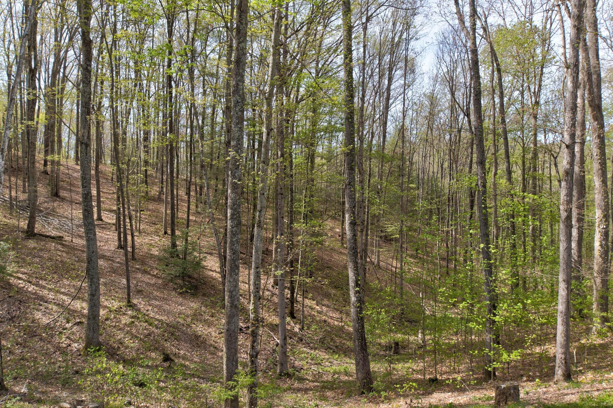 494 Deer Run Road Wellington, KY 40387 - Photo 20 of 32 PWM26279_80_81