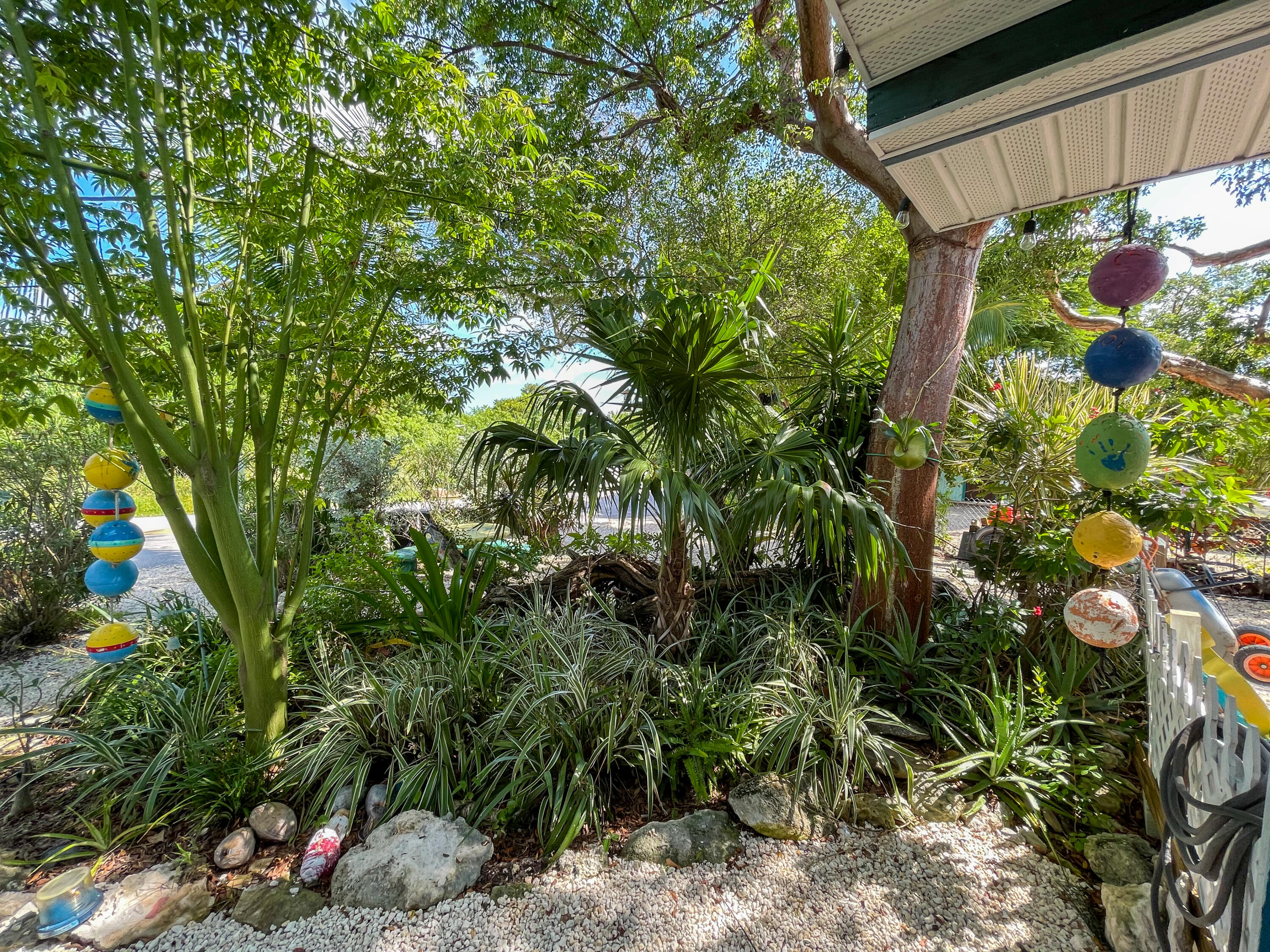 31316 Ave C Big Pine Key, FL 33043 - Photo 11 of 28 a close up of a plant in a garden