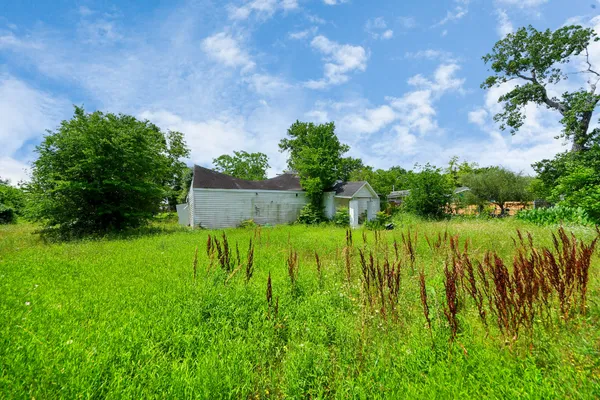 a view of a lush green space