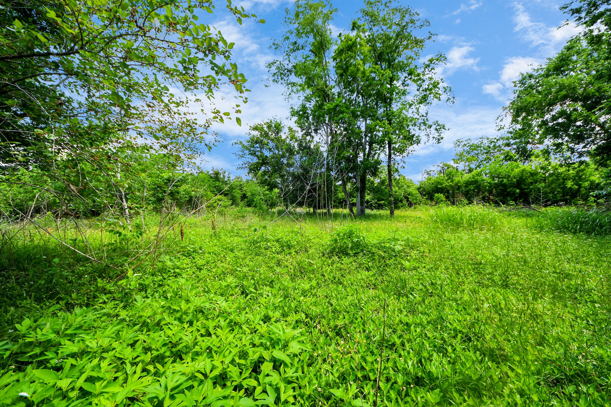 4312 Sunflower Street Houston, TX 77051 - Photo 28 of 45 a view of a lush green space