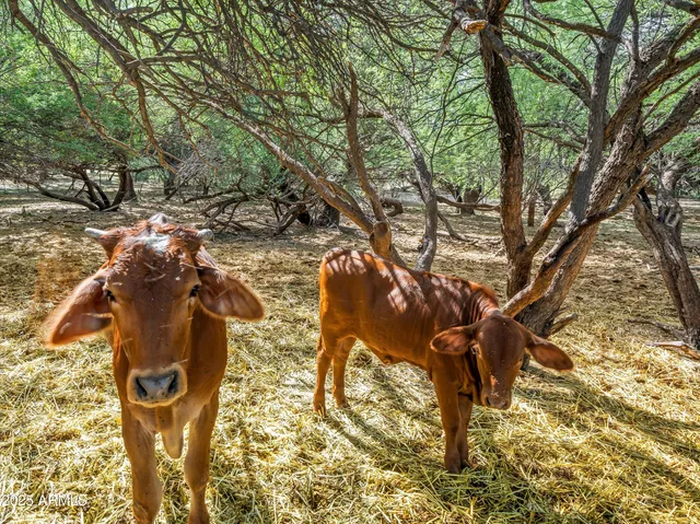 $1,795,000 | 4489 North Ocotillo Road, Benson, AZ 85602