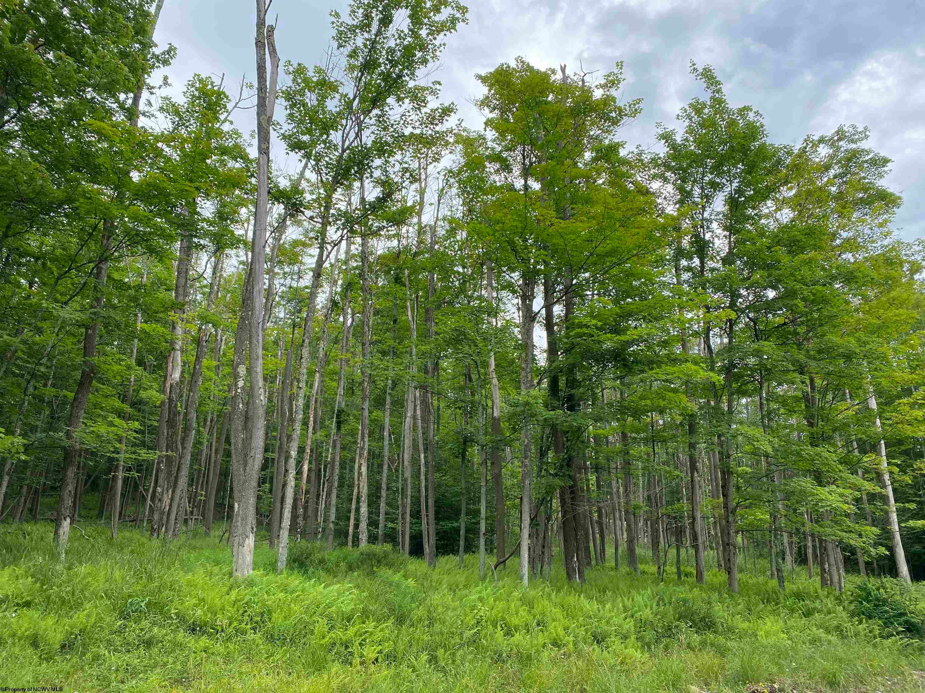 177 Cabin Mountain Road Davis, WV 26260 - Photo 23 of 40 Gallery Image 23