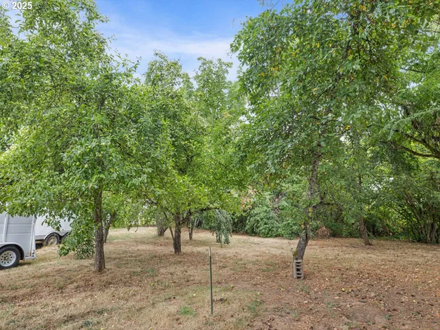 a view of a plant with a tree