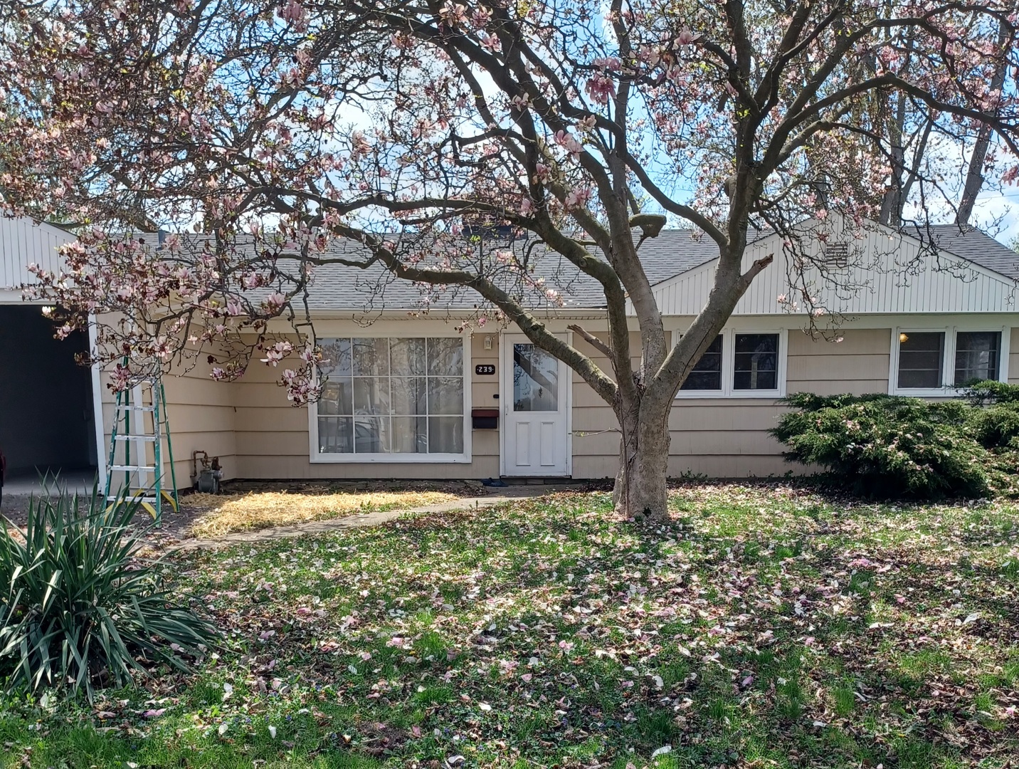 a large tree in front of a house