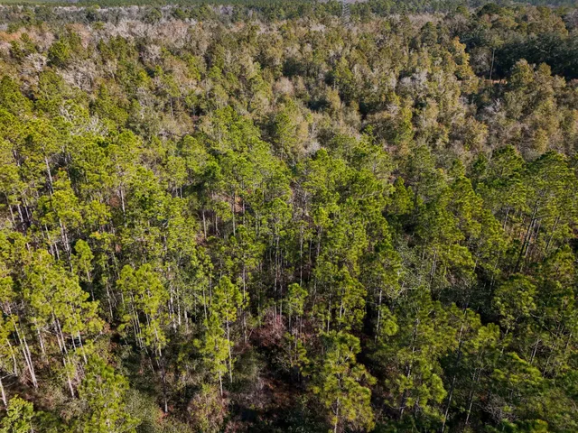 a view of a lush green forest